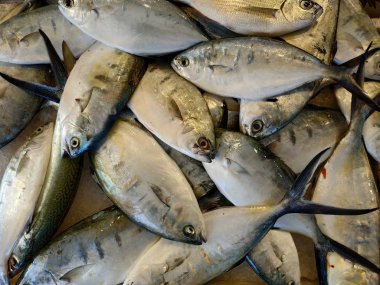 Türkiye 'nin Ksadasi pazarındaki taze balık