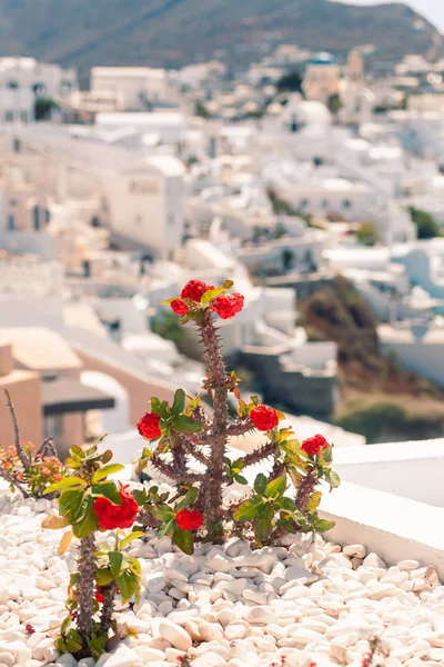 Klassiek uitzicht op de decoratie en architectuur van Oia dorp Santorini bij zonnig weer — Stockfoto