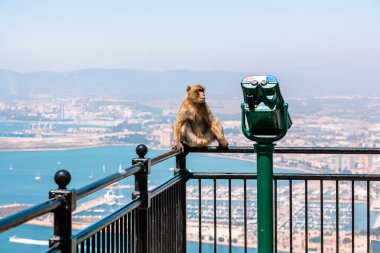 Güneşli yaz havasında Cebelitarık Limanı 'nda panoramik manzaralı bir maymun.