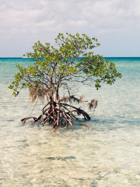 Suyun yanındaki güneşli havada Prenses Cays 'in kumsalını seyret.