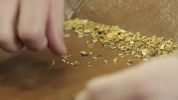Alluvial guld i facket — Stockvideo