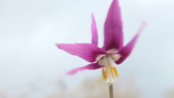 Erste Frühlingsblume Erythronium — Stockvideo