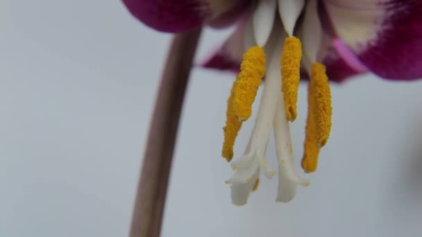 Eerste lente bloem erythronium — Stockvideo