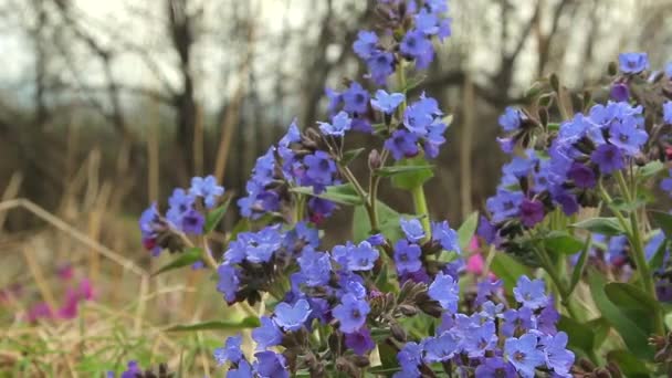 Flor da floresta lungwort — Vídeo de Stock