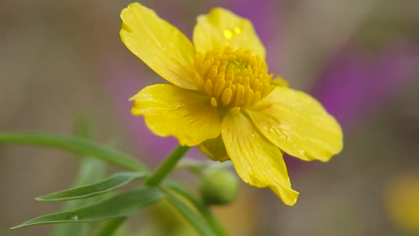 Flor amarilla buttercup — Vídeo de stock