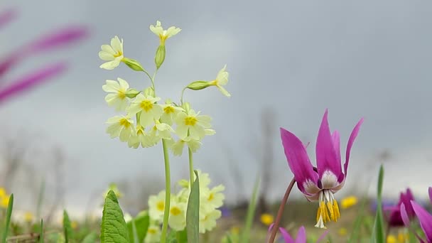 Fiori di primula e eritronio prima — Video Stock