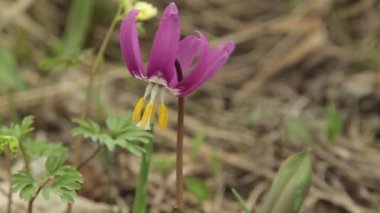 İlk Bahar çiçek erythronium