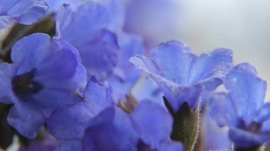 Orman çiçek lungwort