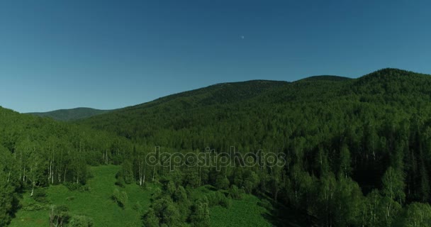 Erdei tisztás nyírfák között — Stock videók