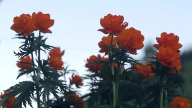 Bush Dünya-flover bulutlu gökyüzü arka planı