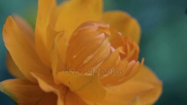 Küre-flover makro çekim