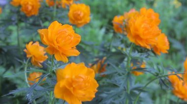 Bush Dünya-flover sabah ışık