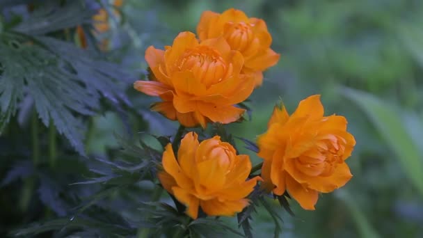 Dört çiçekleri küre-flover Stok Video