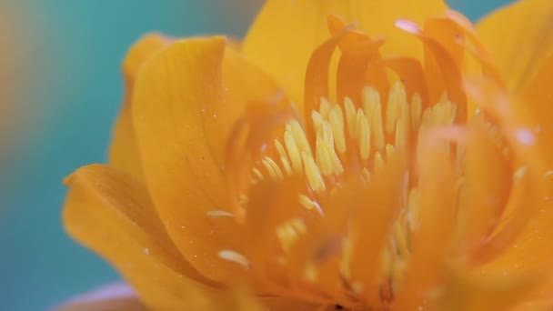 Wereldbol-flover macro-meeldraden Videoclip