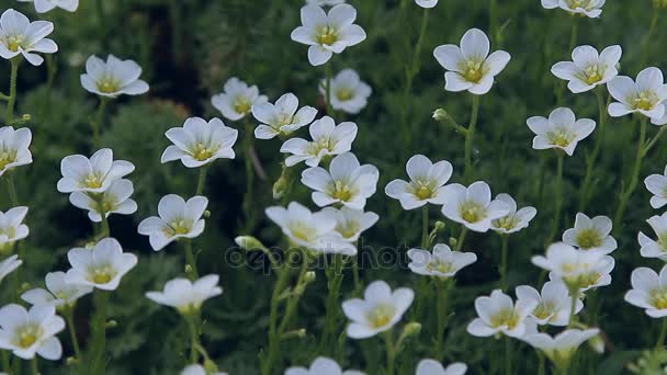 Petite fleur blanche Vidéo De Stock