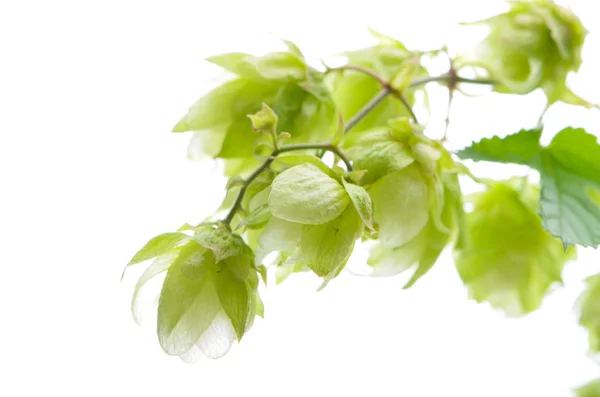 Fleurs de houblon sur un fond blanc isolé — Photo