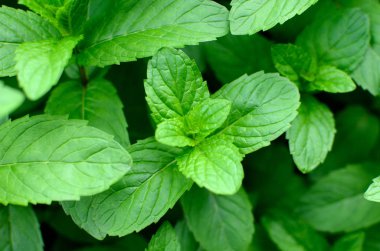 Nane yaprakları. Nane yaprakları. Background.peppermint.leaves nane yaprakları