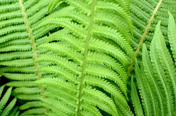 Green Fern Leaves in the Garden — Stock Photo, Image