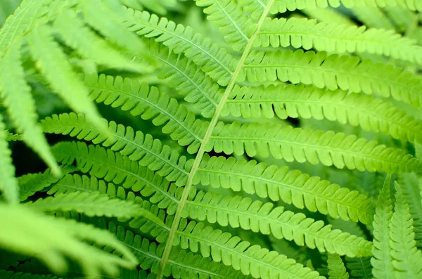 Фон зеленых листьев папоротника — стоковое фото