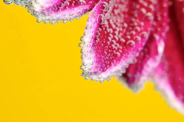 菊花在水与空气泡沫 — 图库照片