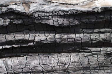 Yanık ahşap doku. Kömürleşmiş Yönetim Kurulu