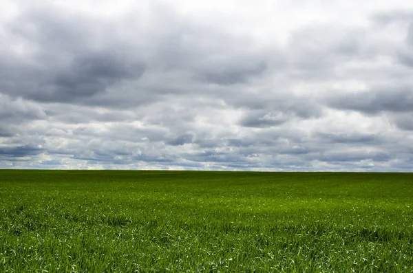 Céu nublado antes da chuva com um campo verde — Fotografia de Stock