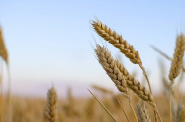 Kulakları buğday alanında. kulakları sarı olgunlaşma, zemin 