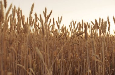 Kulakları buğday alanında. kulakları sarı olgunlaşma, zemin 