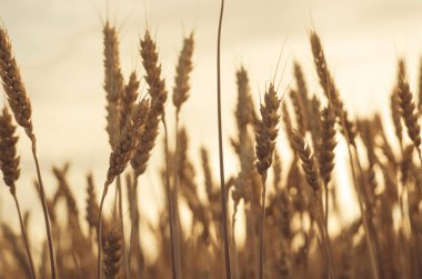 Kulakları buğday alanında. kulakları sarı olgunlaşma, zemin 