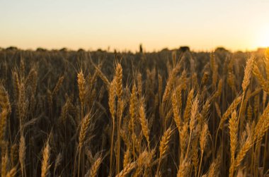 Kulakları buğday alanında. kulakları sarı olgunlaşma, zemin 