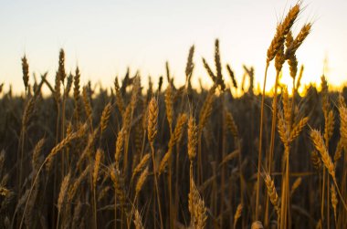 Kulakları buğday alanında. kulakları sarı olgunlaşma, zemin 