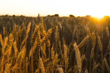 Kulakları buğday alanında. kulakları sarı olgunlaşma, zemin 