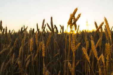 Kulakları buğday alanında. kulakları sarı olgunlaşma, zemin 