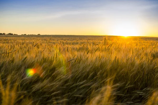 Kłosy pszenicy w polu. tło uszy żółte dojrzewania — Zdjęcie stockowe