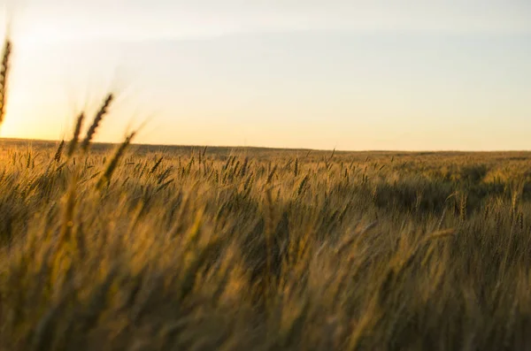 Kłosy pszenicy w polu. tło uszy żółte dojrzewania — Zdjęcie stockowe