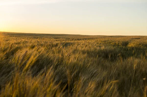 Orecchie di grano nel campo. sfondo di orecchie di maturazione di giallo — Foto Stock