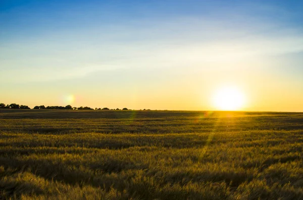 Orecchie di grano nel campo. sfondo di orecchie di maturazione di giallo — Foto Stock