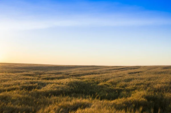 Orecchie di grano nel campo. sfondo di orecchie di maturazione di giallo — Foto Stock