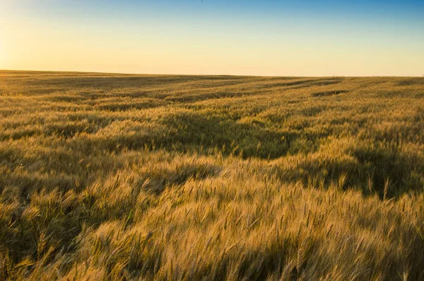 Uši pšenice v poli. pozadí zrání uši žlutá — Stock fotografie