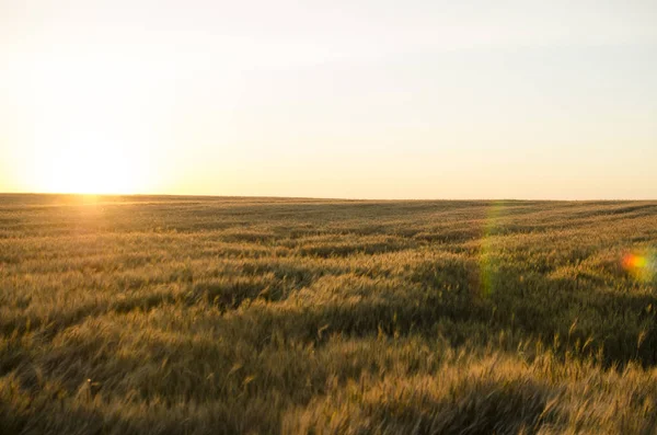 Orecchie di grano nel campo. sfondo di orecchie di maturazione di giallo — Foto Stock