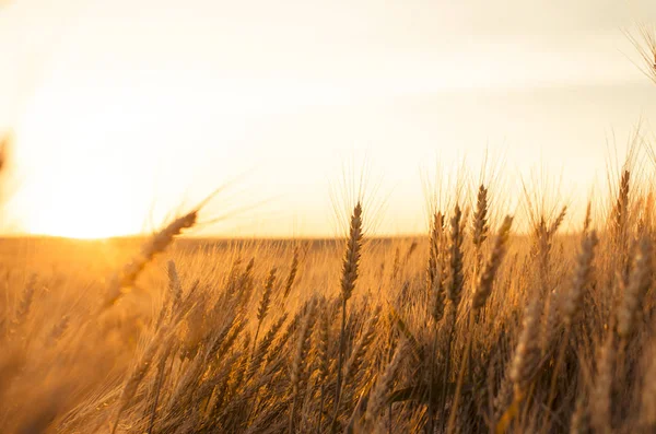 Ears of wheat in the field. backdrop of ripening ears of yellow