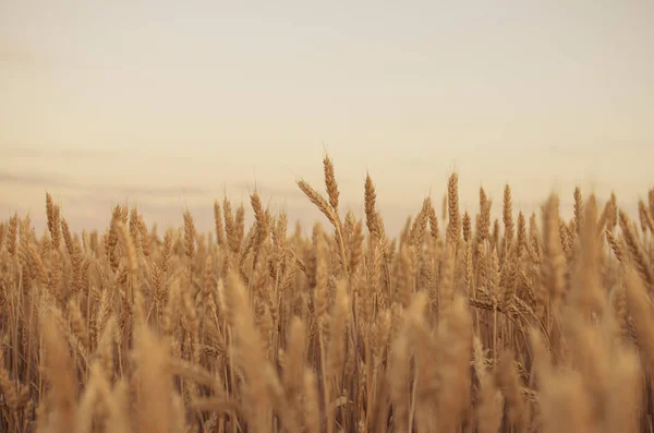 Ears of wheat in the field. backdrop of ripening ears of yellow