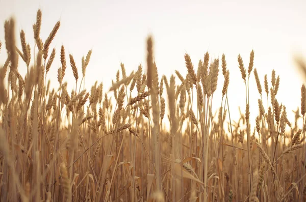 Уши пшеницы в поле. Фон спелых ушей желтого цвета — стоковое фото