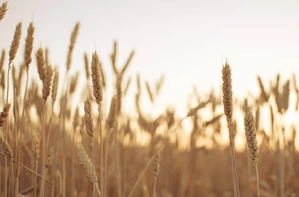 Ears of wheat in the field. backdrop of ripening ears of yellow