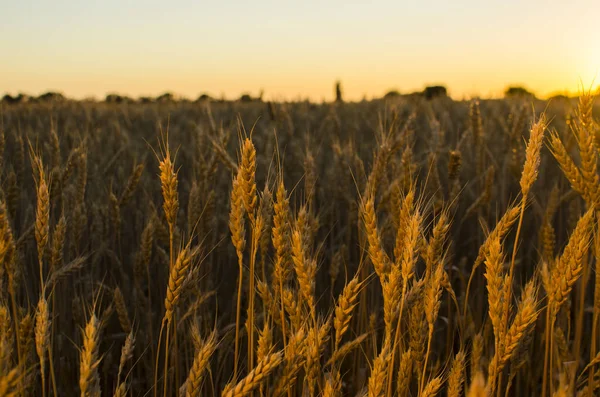 Уши пшеницы в поле. Фон спелых ушей желтого цвета — стоковое фото