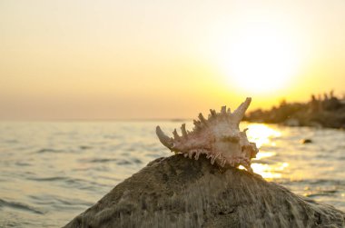 Deniz kıyısında arka plan üzerinde büyük deniz kabuğu