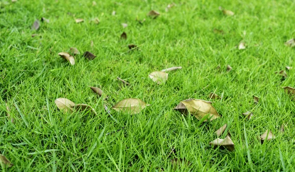 Folha seca e grama verde para o fundo — Fotografia de Stock