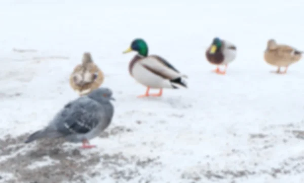 Abstract blur of background of group of birds on snow ground — Stock Photo, Image