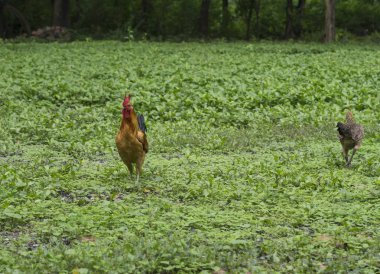 tavuk stand yeşil çim 