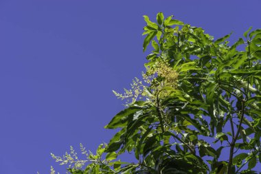 Yeşil mango yaprak ve mavi gökyüzü